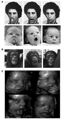 Faces and Voices Processing in Human and Primate Brains: Rhythmic and Multimodal Mechanisms Underlying the Evolution and Development of Speech